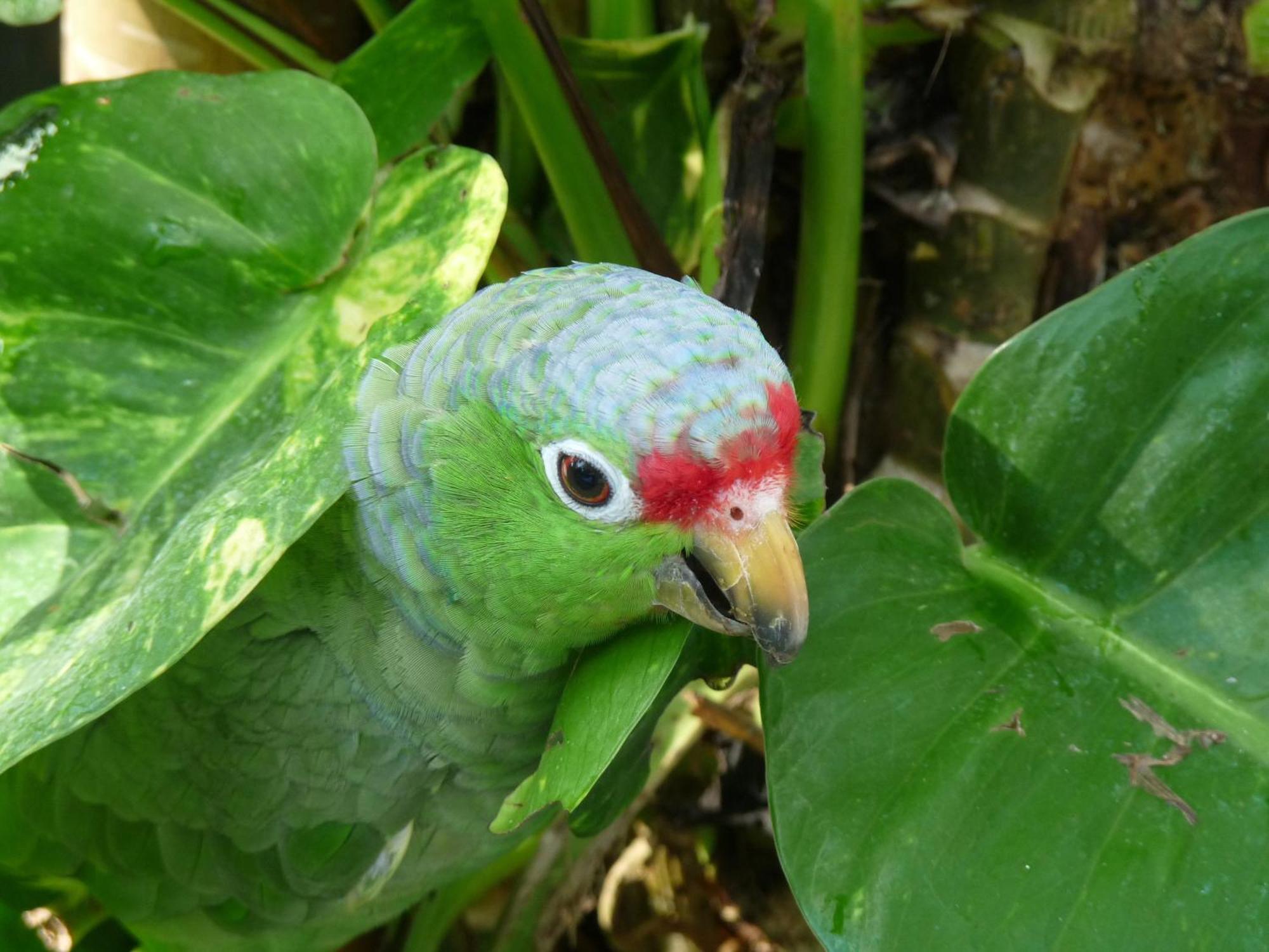 El Tucan Jungle Lodge Puerto Viejo de Talamanca Eksteriør bilde