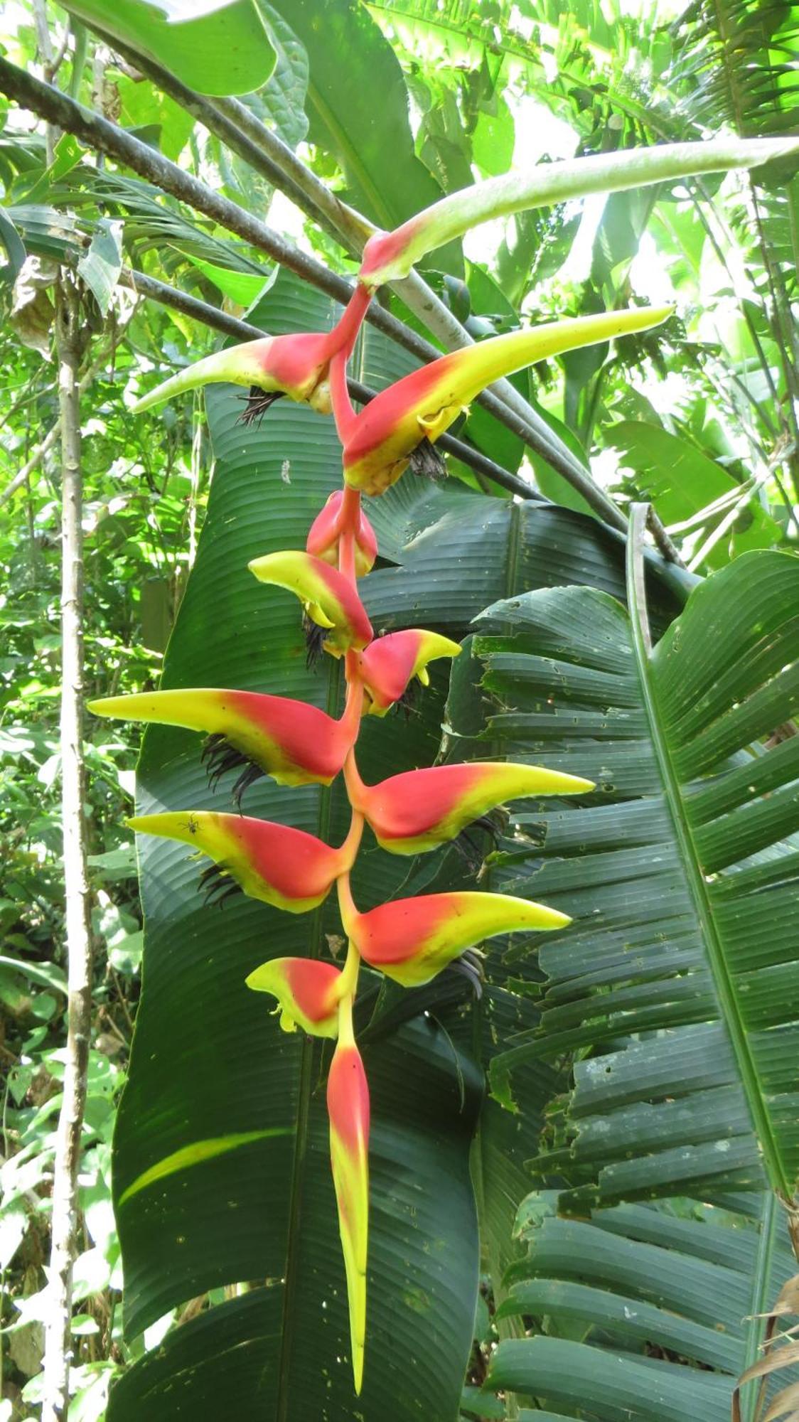 El Tucan Jungle Lodge Puerto Viejo de Talamanca Eksteriør bilde