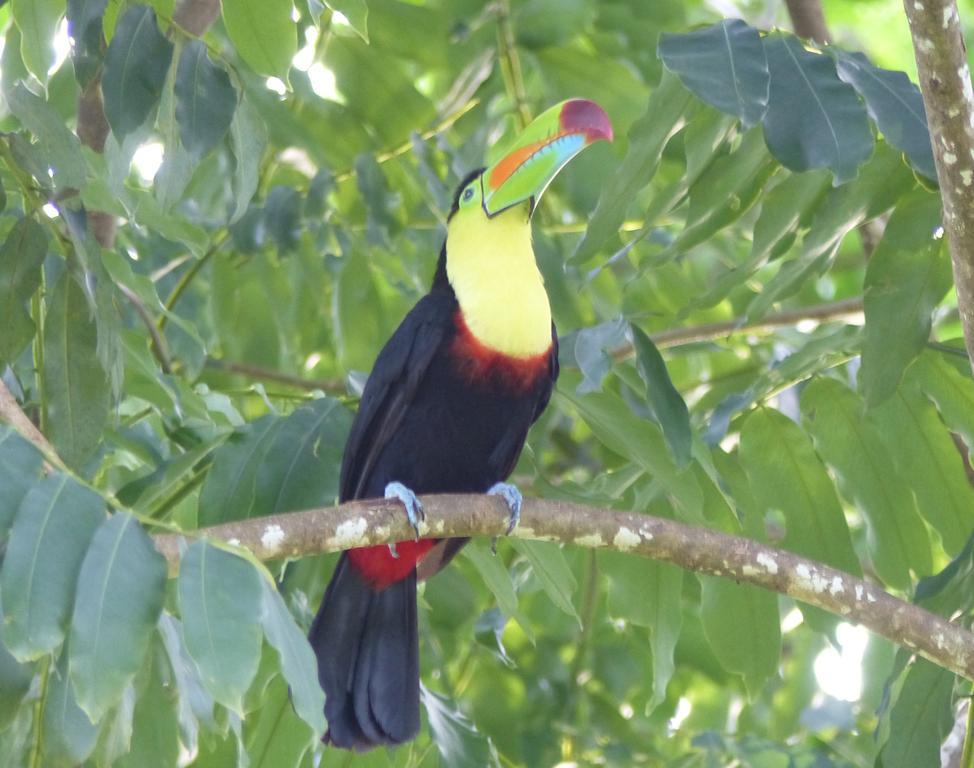 El Tucan Jungle Lodge Puerto Viejo de Talamanca Eksteriør bilde