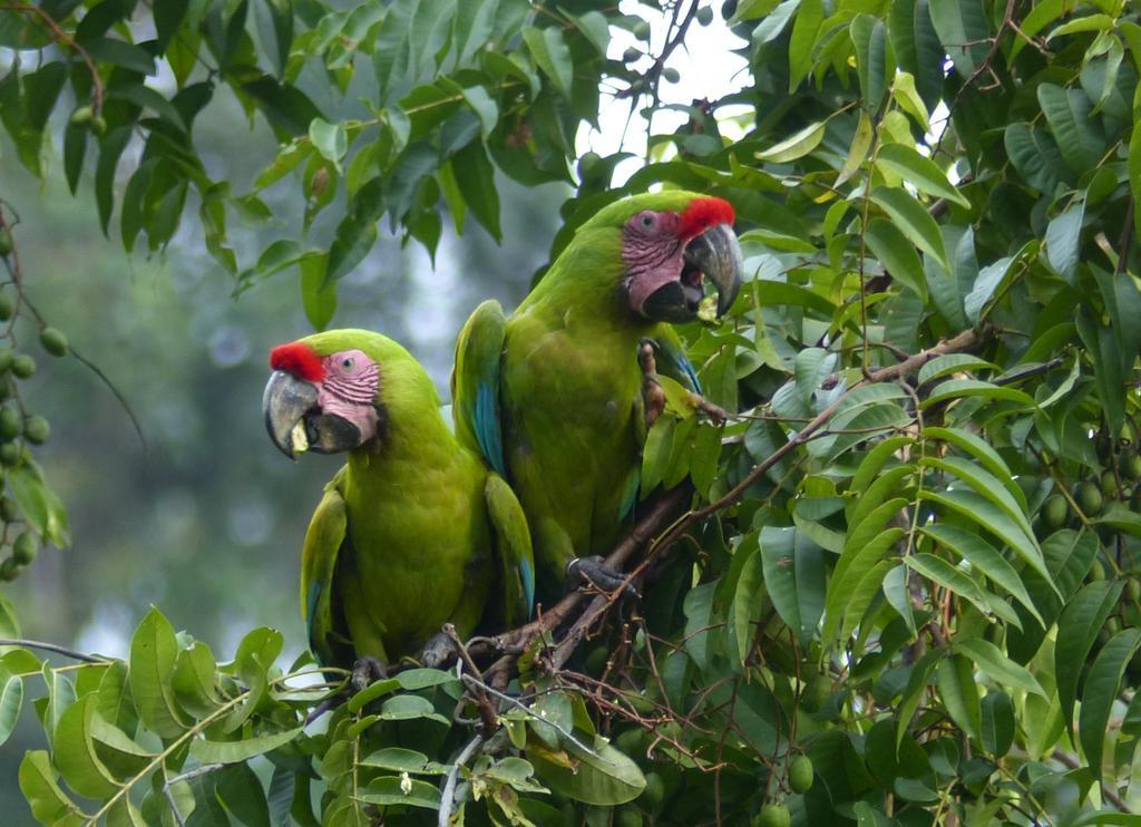 El Tucan Jungle Lodge Puerto Viejo de Talamanca Eksteriør bilde