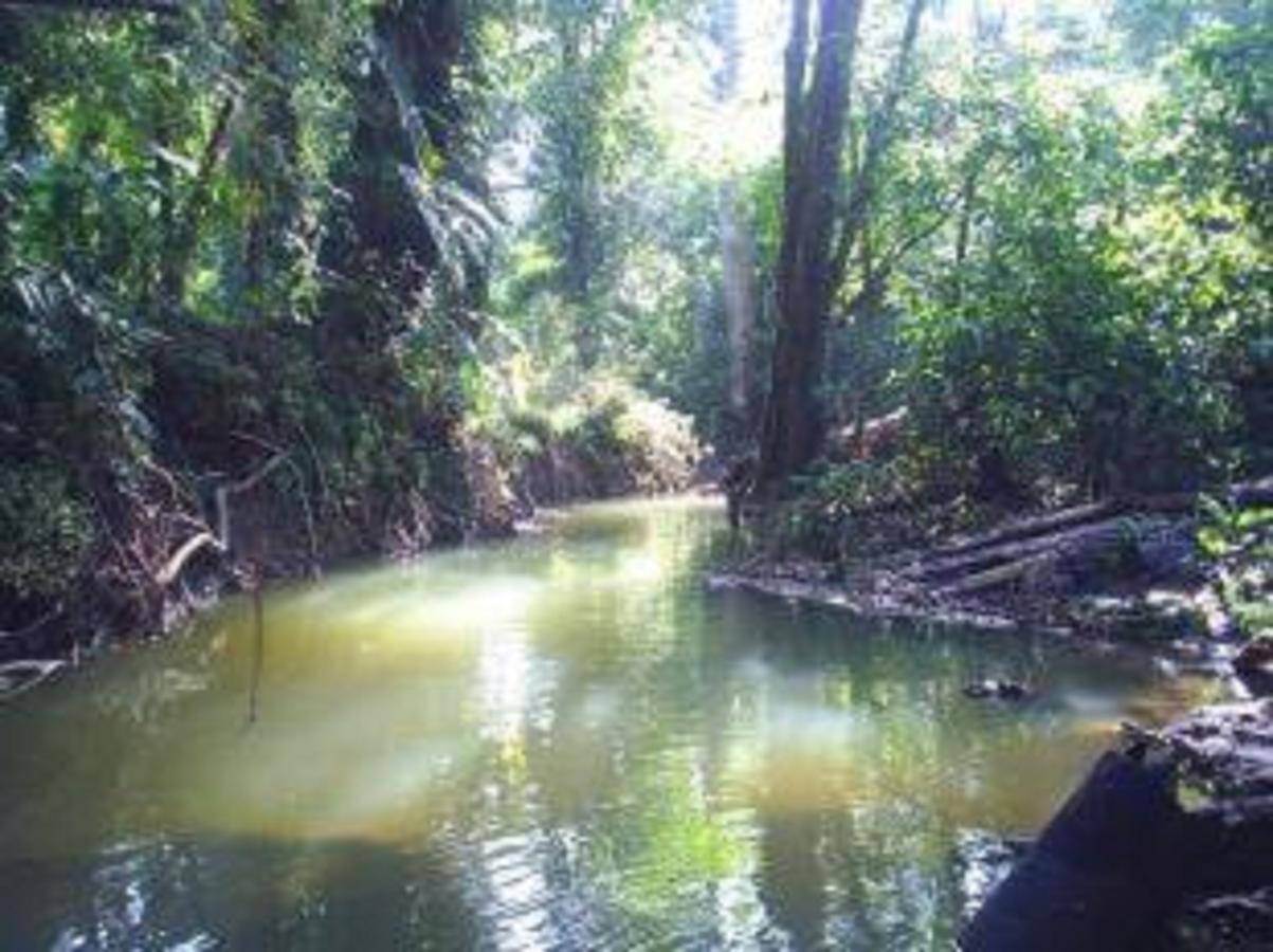 El Tucan Jungle Lodge Puerto Viejo de Talamanca Eksteriør bilde